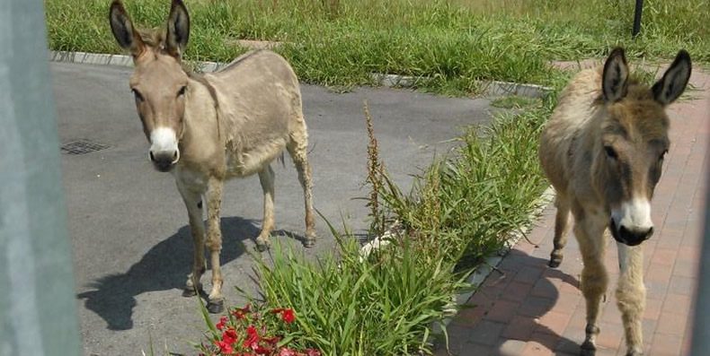 Un'immagine che ritrae animale da lavoro, animale da soma, recinzione e bestiame.