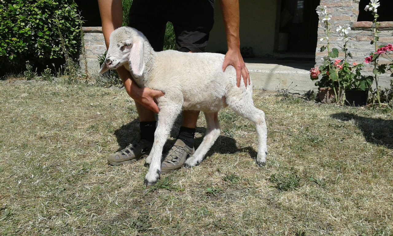 Un'immagine che ritrae pecora, capre, ovis, capra e bestiame.