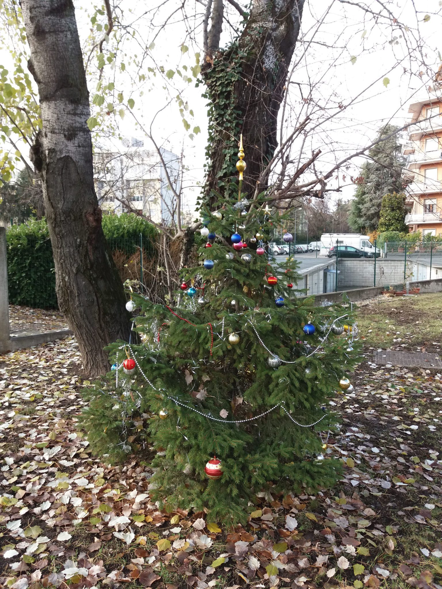 Un'immagine che ritrae ramo, pianta legnosa, albero di natale, decorazione natalizia e giorno di natale.