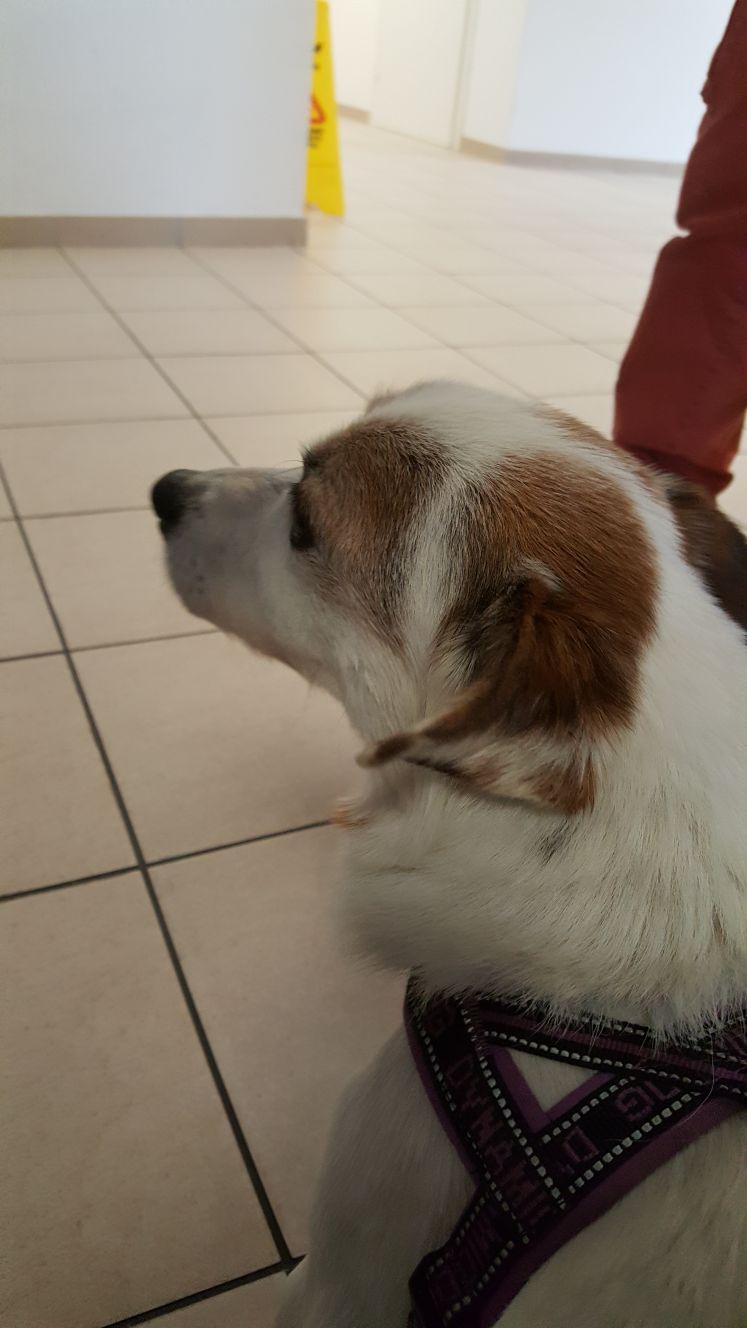 Un'immagine che ritrae cane, vertebrato, carnivori, muso e animale da lavoro.