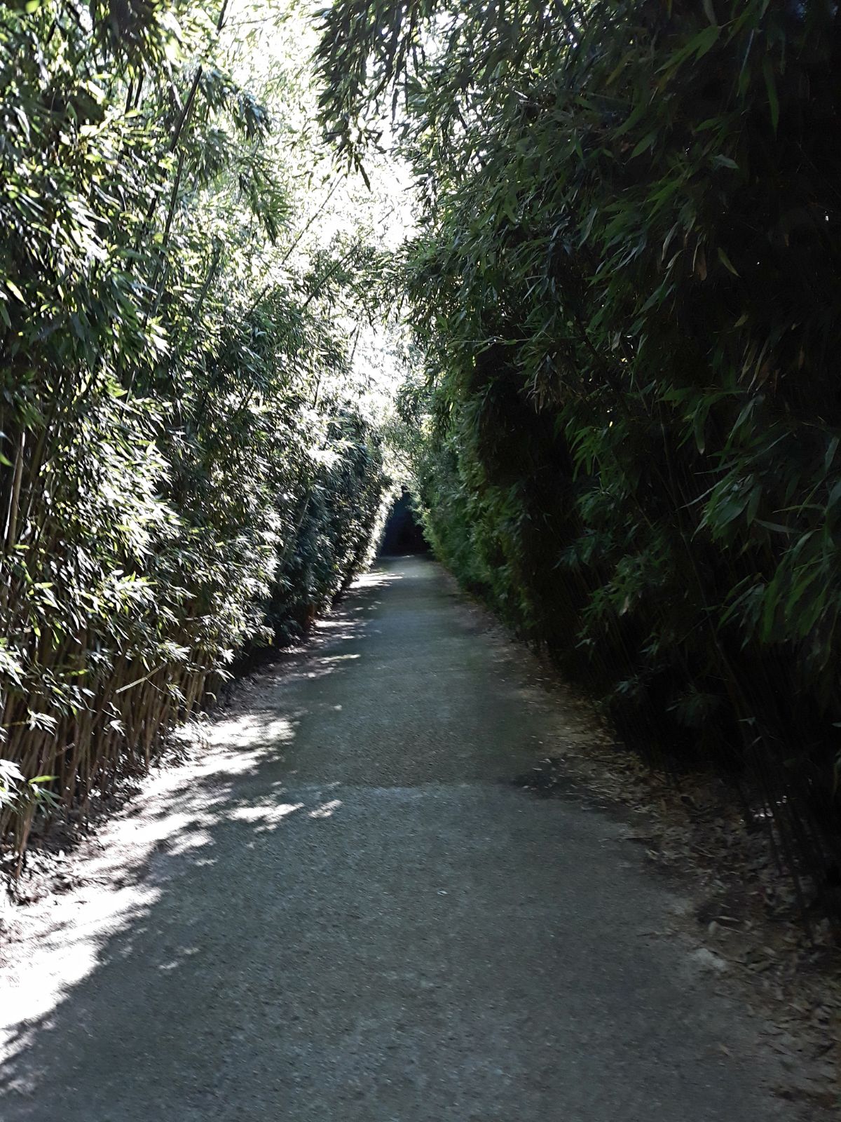 Un'immagine che ritrae superficie stradale, via principale, vicolo, luce solare e sentiero.