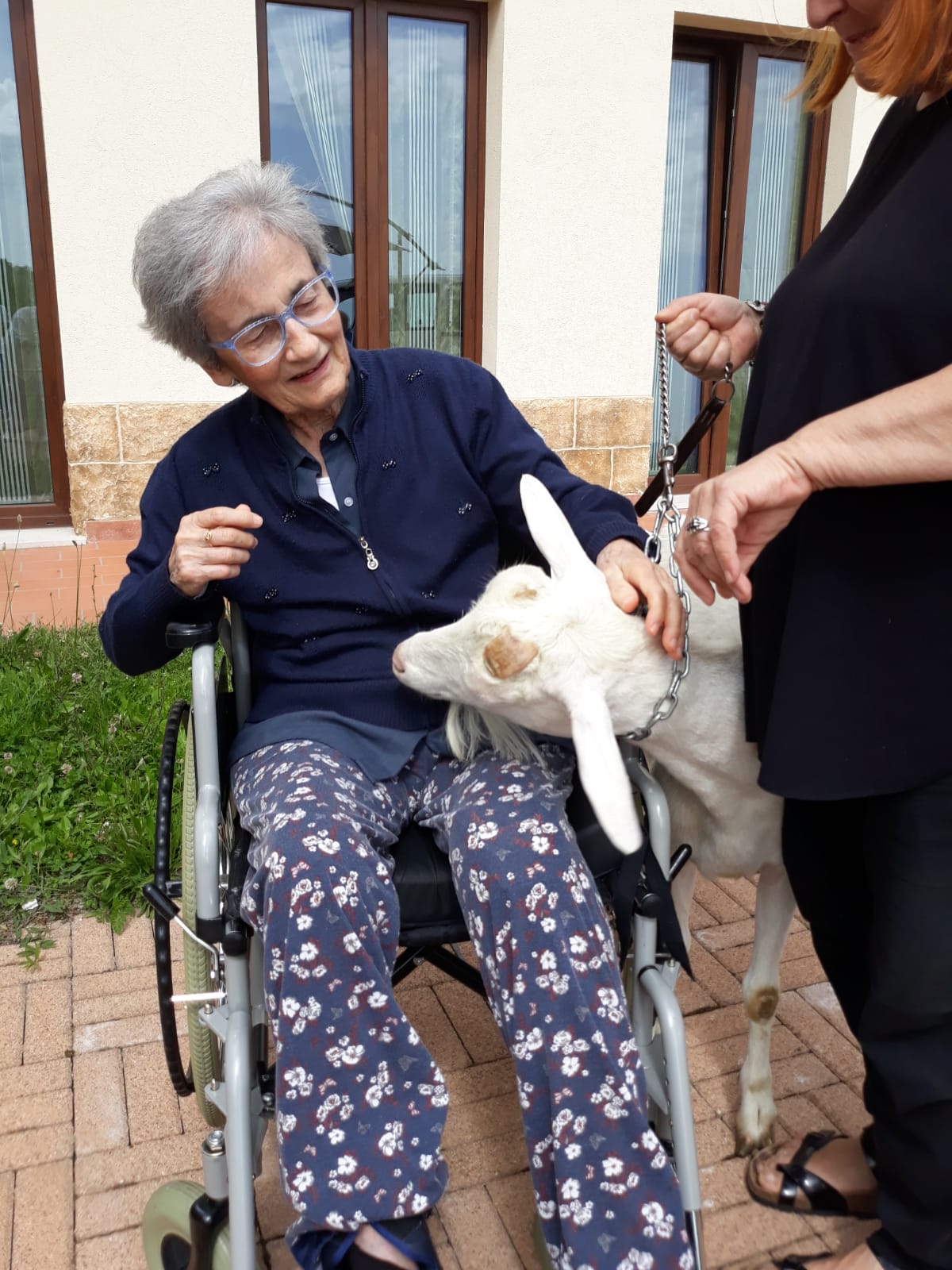 Un'immagine che ritrae sedia a rotelle, sedia, attrezzature mediche, canidi e giro.