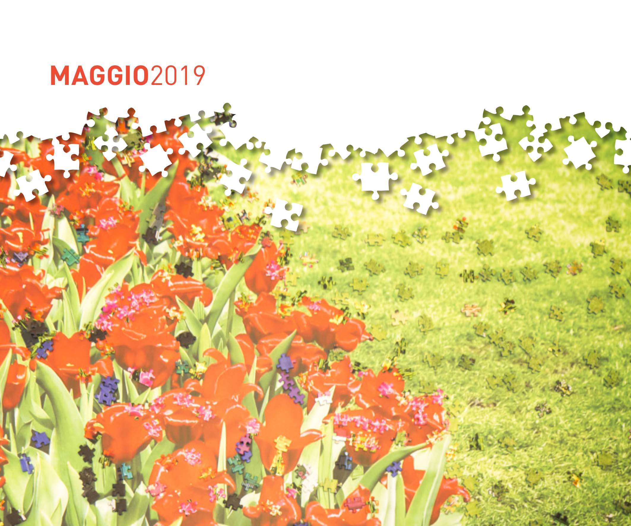Un'immagine che ritrae fiore, petalo, fiore di campo, pianta erbacea e tulipano.