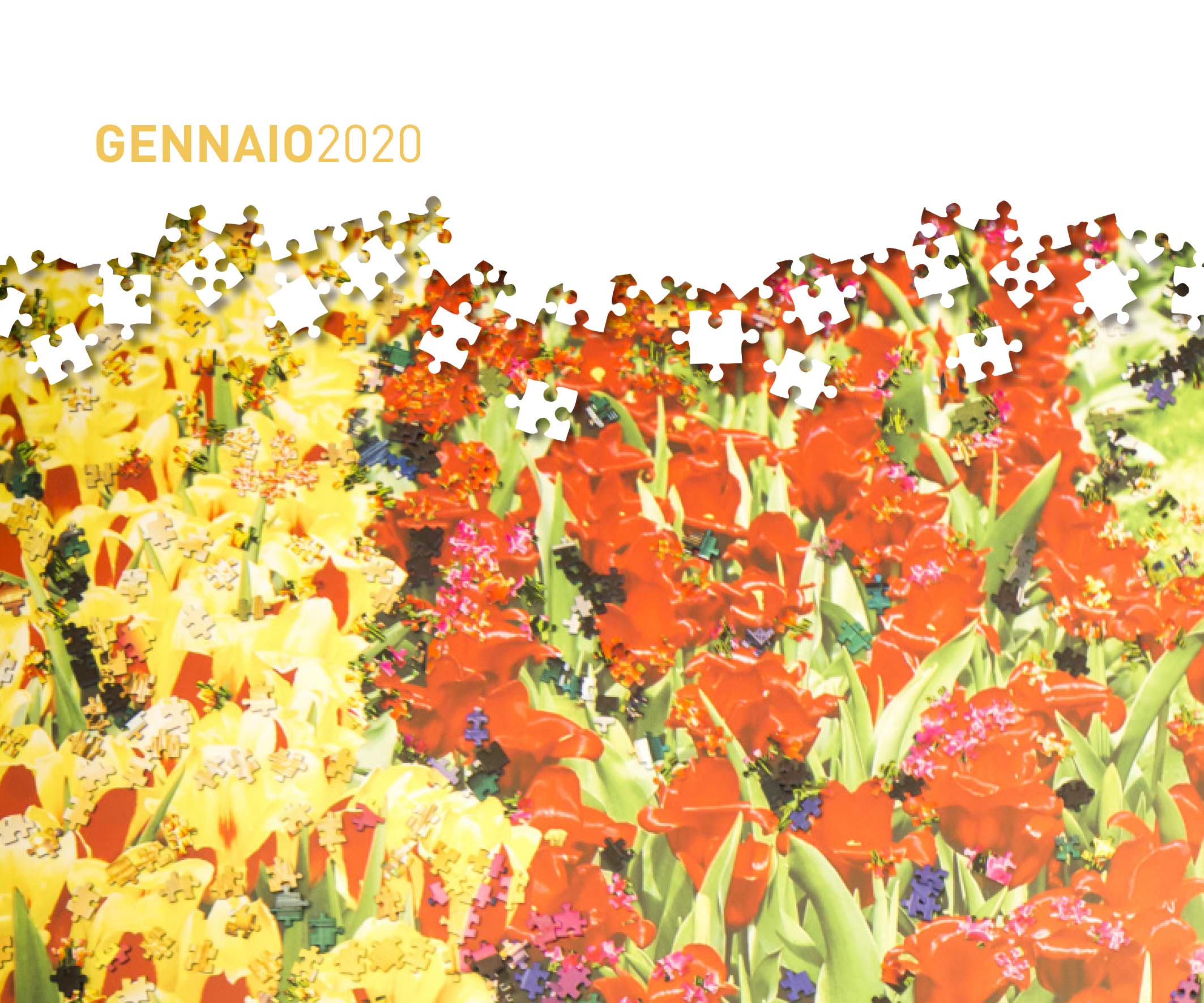 Un'immagine che ritrae fiore, giallo, petalo, pianta da fiore e fioraio.